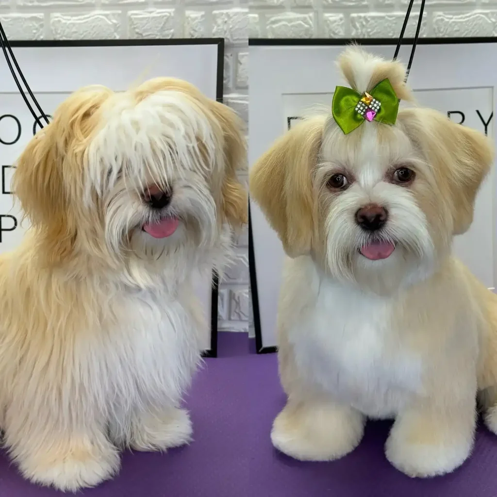 20 Super-Cute Shipoo Dog Haircuts You’ll Totally Want to Try 15 dianapaivagroomer