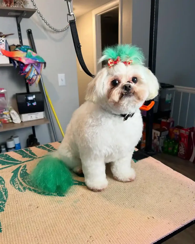 20 Super-Cute Shipoo Dog Haircuts You’ll Totally Want to Try 12 discodogs tn