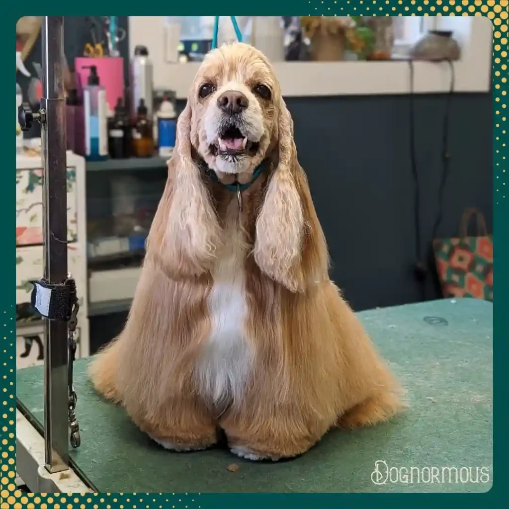The Only 27 Cocker Spaniel Haircuts Worth Pinning Right Now! 19 dognormous 466094050 1620605715193670 3014533808890197248 n