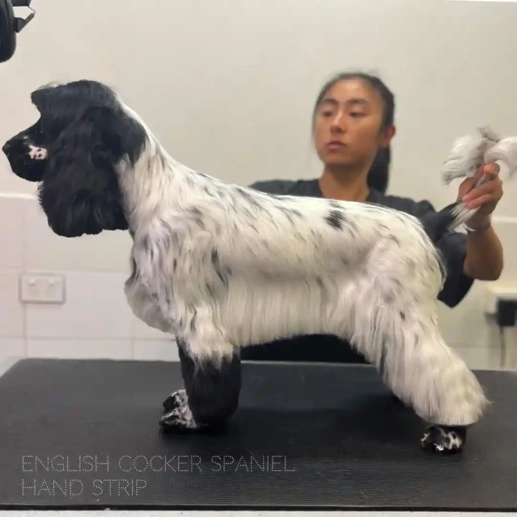 The Only 27 Cocker Spaniel Haircuts Worth Pinning Right Now! 17 dogsplaysurryhills 431759683 975082947718130 7225901564265114249 n