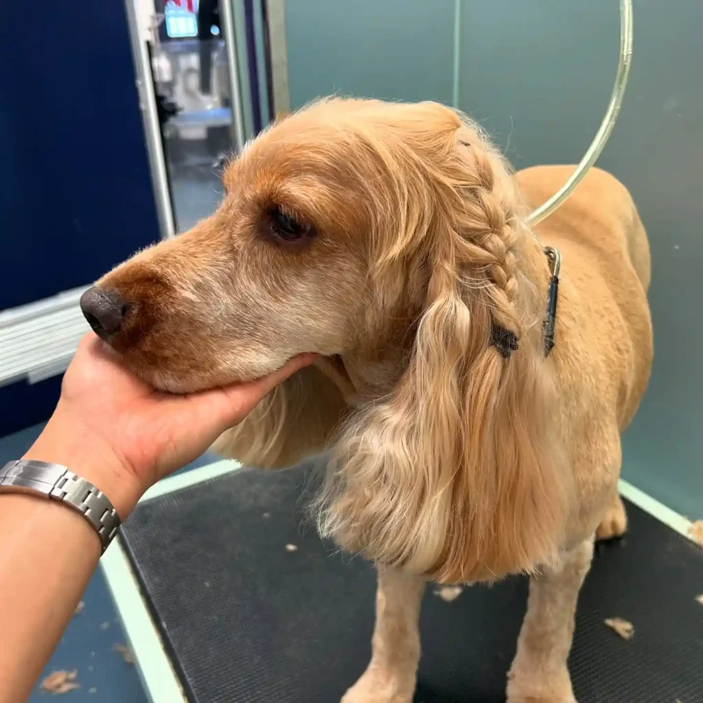 The Only 27 Cocker Spaniel Haircuts Worth Pinning Right Now! 6 dogsplaysurryhills 466911031 18466623076021504 1750636976707054469 n