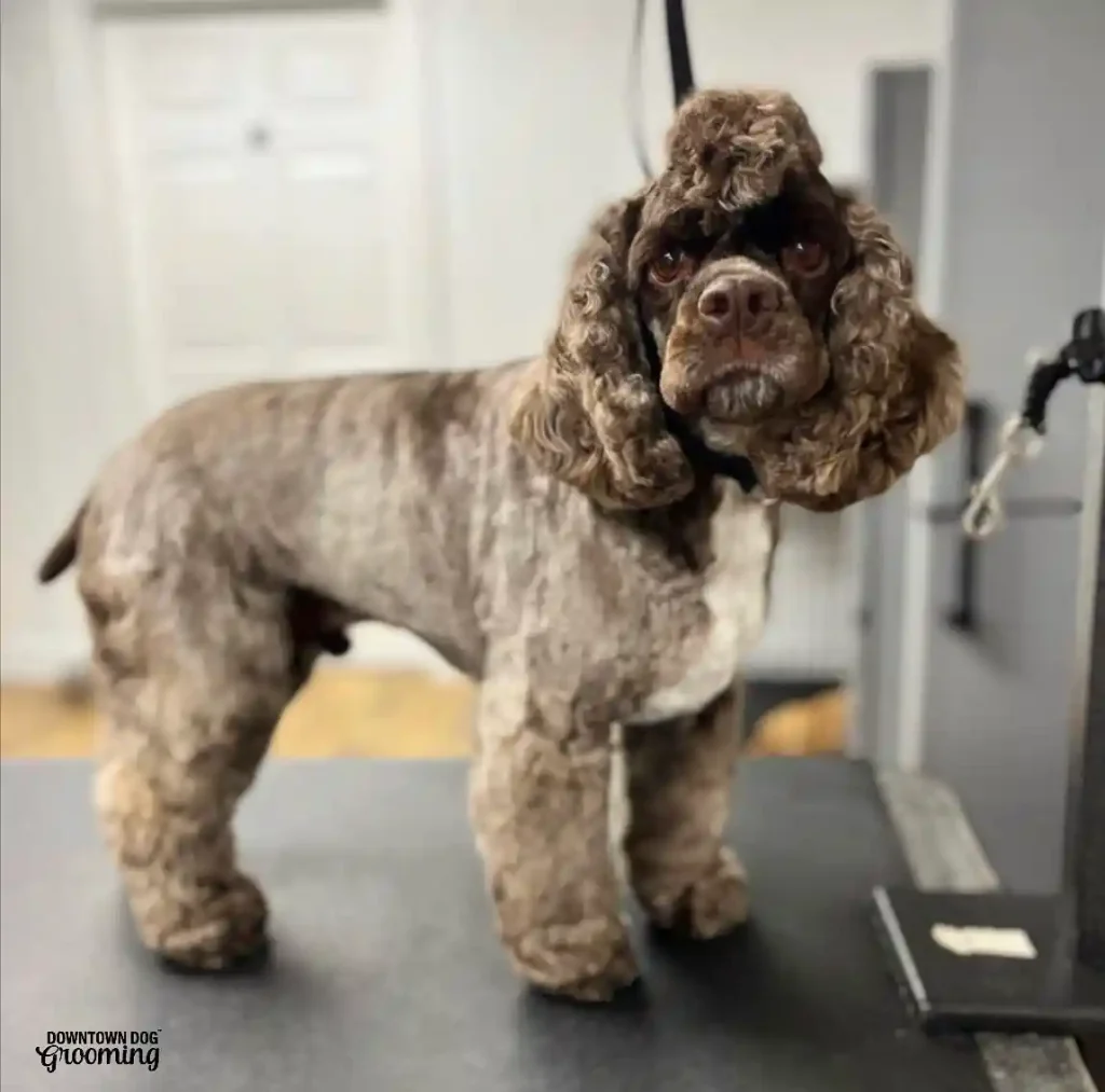 The Only 27 Cocker Spaniel Haircuts Worth Pinning Right Now! 27 downtowndoggrooming 387669868 1062557671605396 3102703924590271809 n