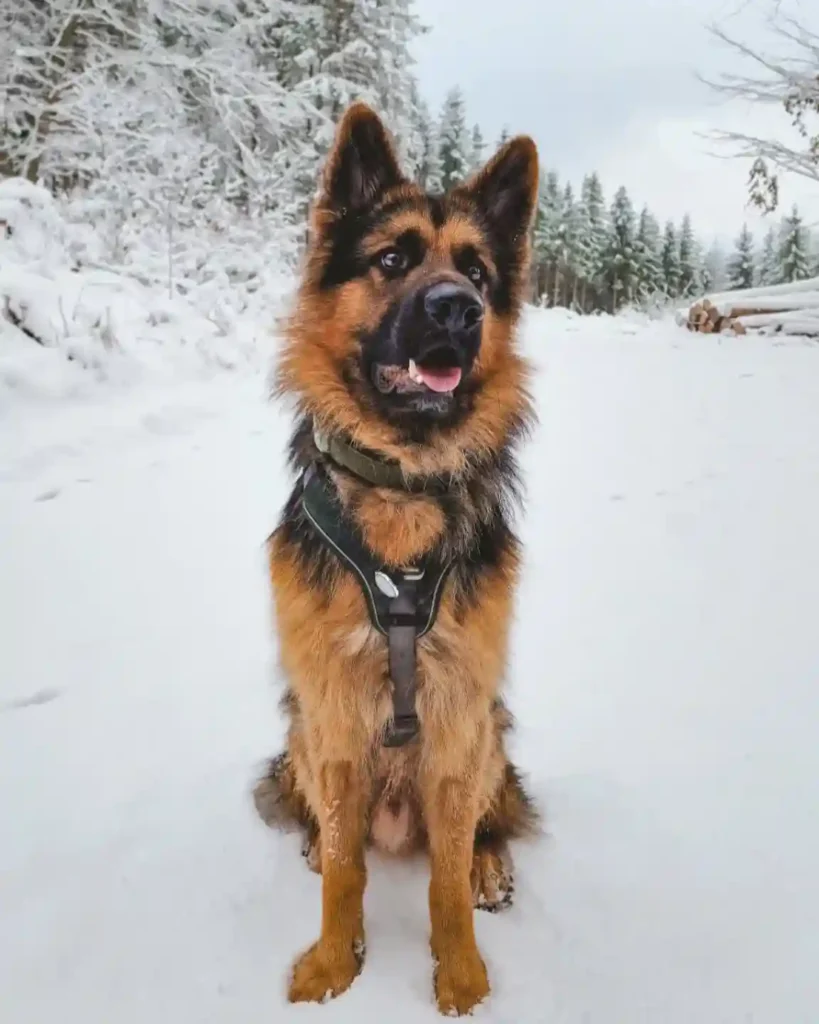 germanshepherdmando 468537199 918043566626027 4157807029880708176 n 1 1