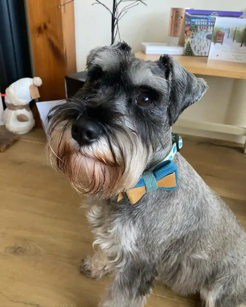 grifftheminischnauzer 416083398 1450774485504410 4222502757995475547 n