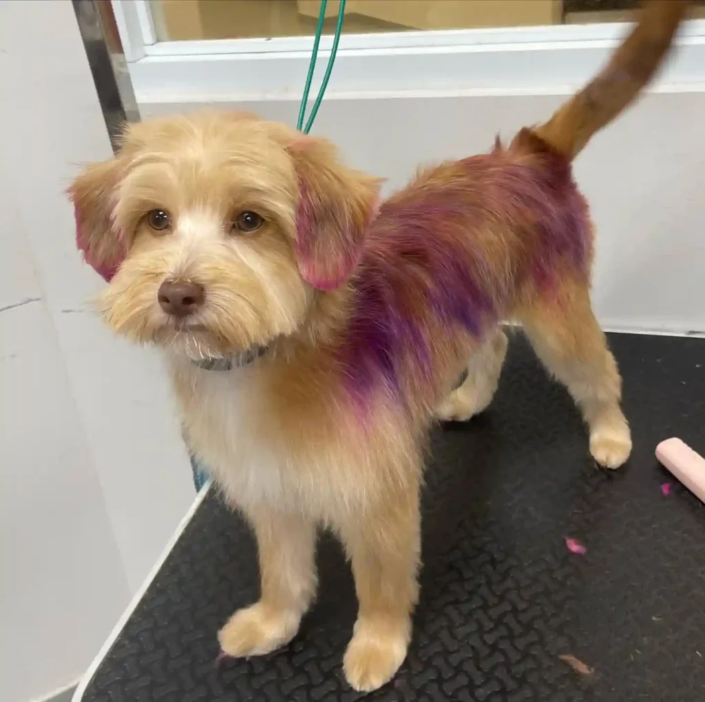 20 Super-Cute Shipoo Dog Haircuts You’ll Totally Want to Try 5 happy hair dog 312160834 1587307321721105 6066253665368643012 n
