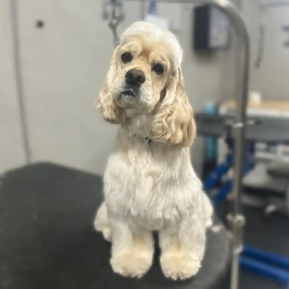 The Only 27 Cocker Spaniel Haircuts Worth Pinning Right Now! 14 image