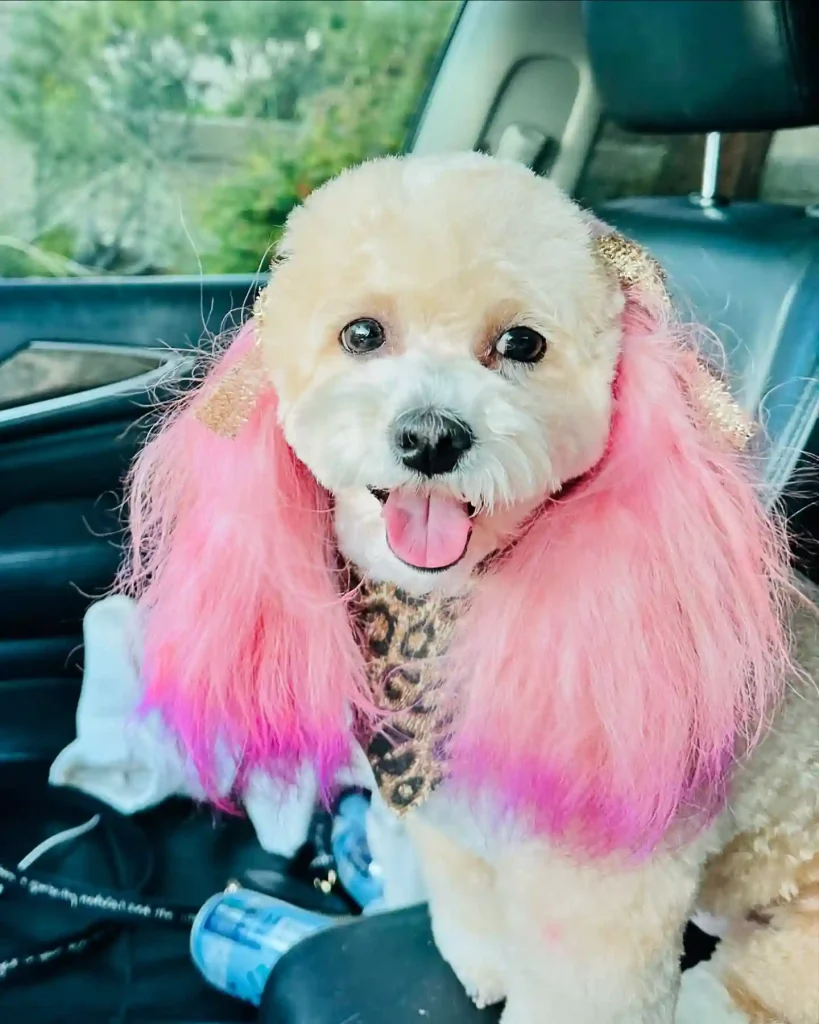 20 Super-Cute Shipoo Dog Haircuts You’ll Totally Want to Try 8 italy.in .vegas 466380990 18038376155245965 8246184825954710368 n