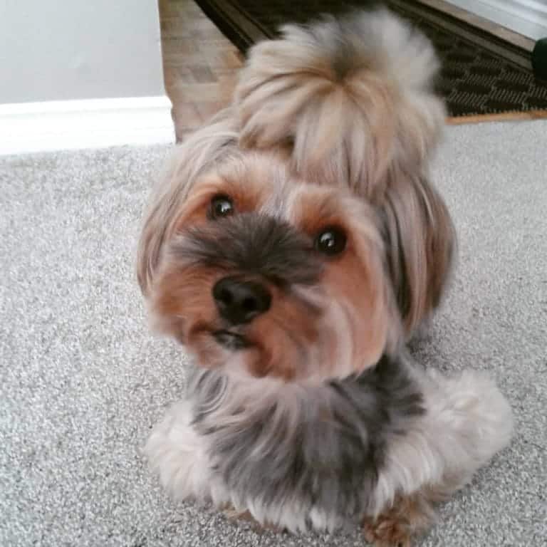 30 Morkie Haircut Hairstyles You’ll Want to Try ASAP!