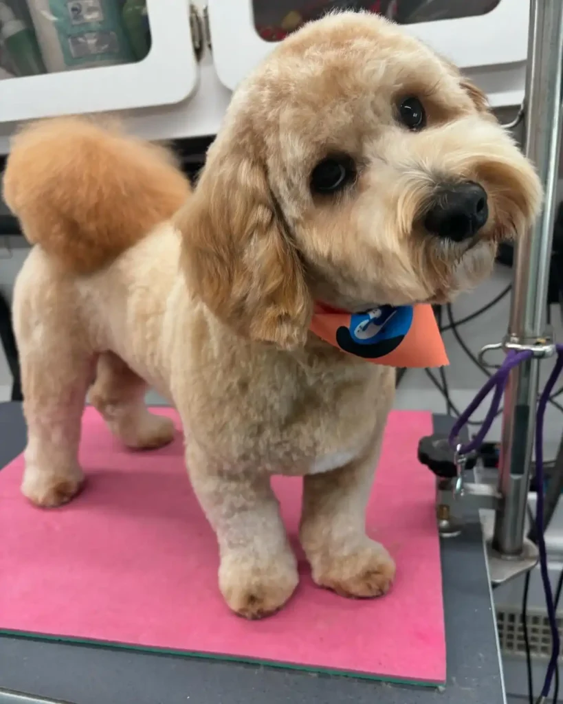 20 Super-Cute Shipoo Dog Haircuts You’ll Totally Want to Try 13 kitkatgroomz