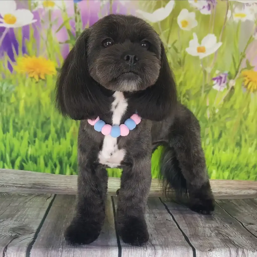 20 Super-Cute Shipoo Dog Haircuts You’ll Totally Want to Try 16 kk dog grooming 227310386 6090569207650501 1893343004375552394 n