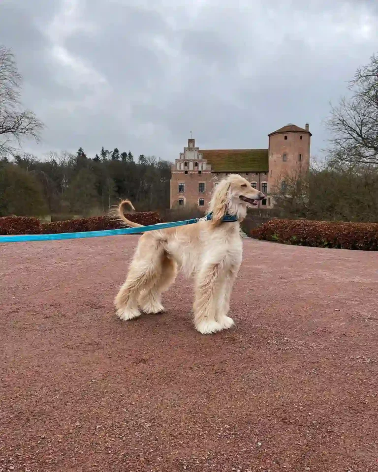 30 Brilliant Hound Dog Breeds That Make Amazing Pets