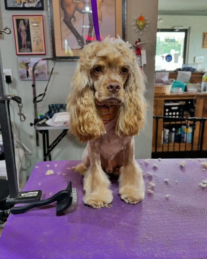 The Only 27 Cocker Spaniel Haircuts Worth Pinning Right Now! 20 luckykatklips 452403810 1193502478459561 8468708644816526265 n