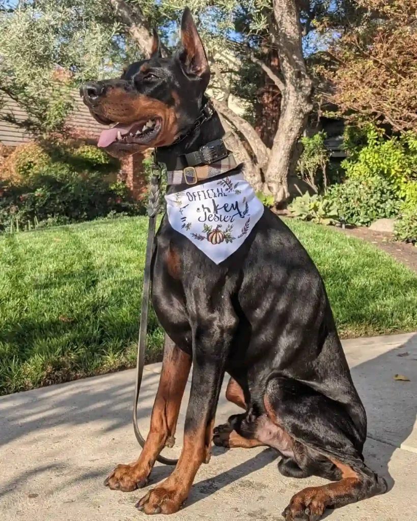 mahler the doberman 263259584 430473755184708 803241704273768289 n