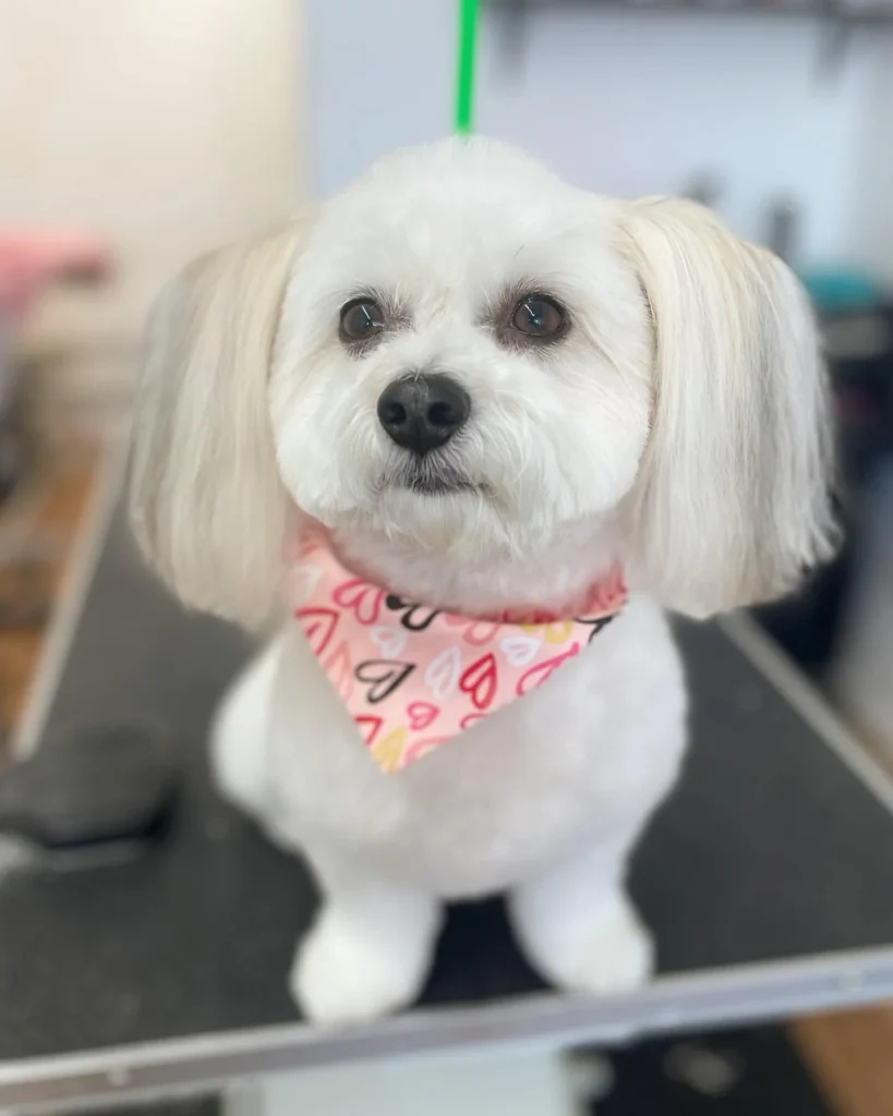 20 Super-Cute Shipoo Dog Haircuts You’ll Totally Want to Try 20 mcocopet
