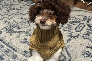 21 Rare Doodle Dog Breeds [Every Pet Parent] Will Love