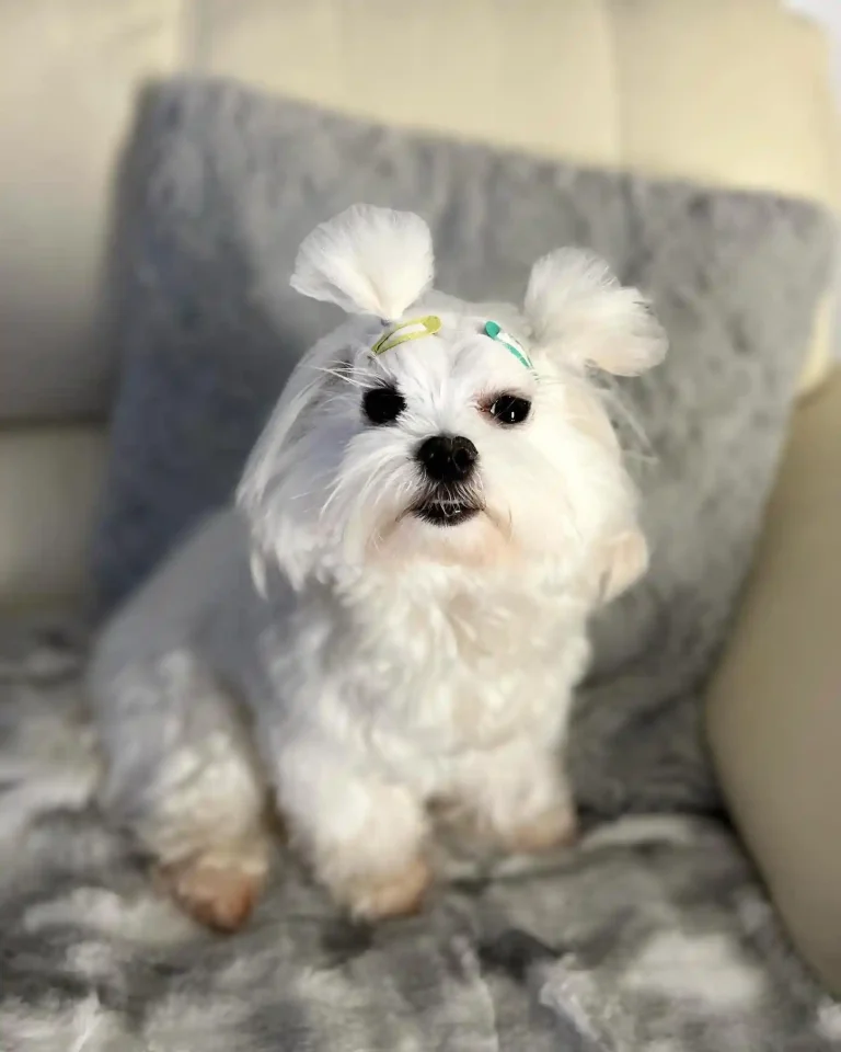 21 Perfect Maltese Dogs Haircuts for a New Look! (Top 3 Are Must-See)