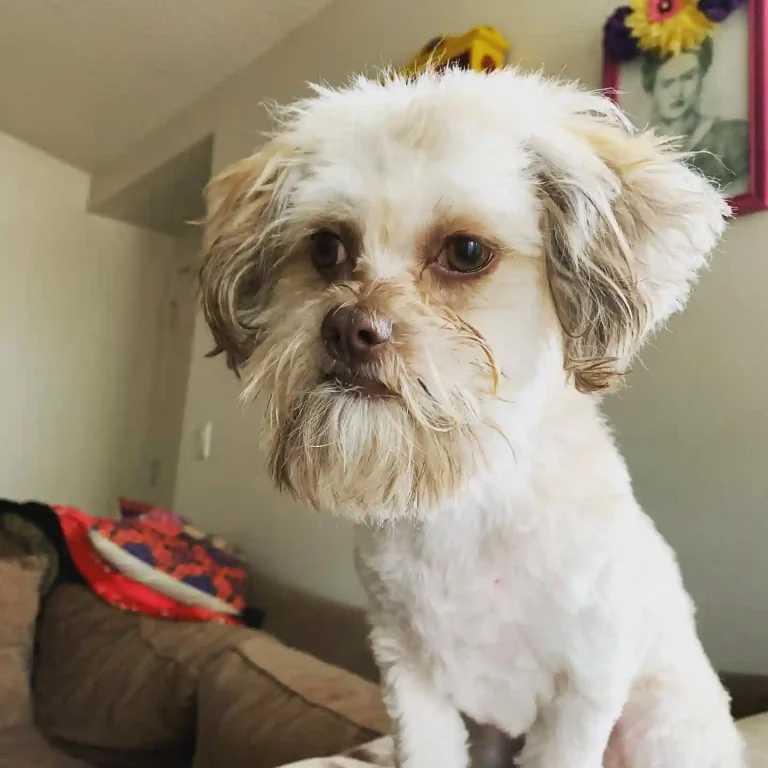 20 Super-Cute Shipoo Dog Haircuts You’ll Totally Want to Try