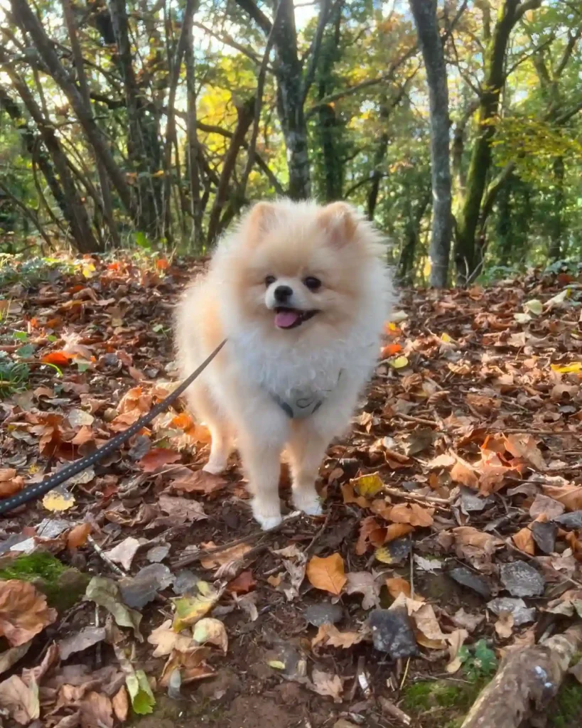 moon.thepomgirl 465312162 935869875130218 3924157840995867941 n