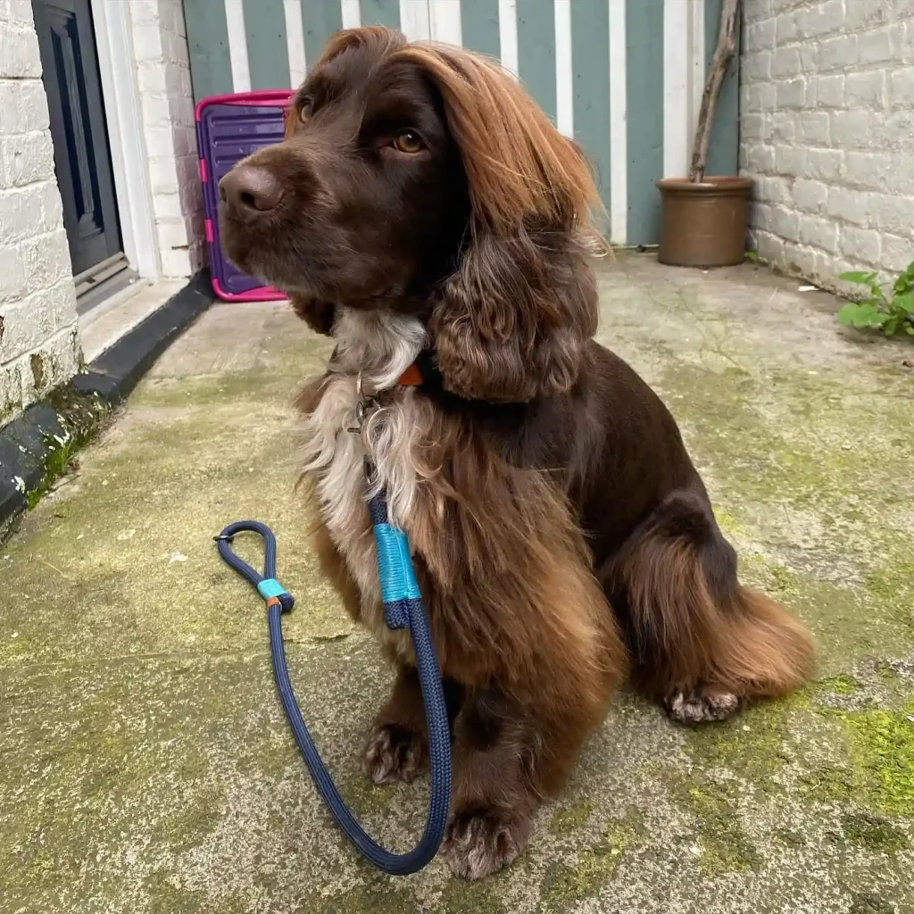 The Only 27 Cocker Spaniel Haircuts Worth Pinning Right Now! 26 nelson the spaniel 383227512 261114356908607 3798705745384719874 n