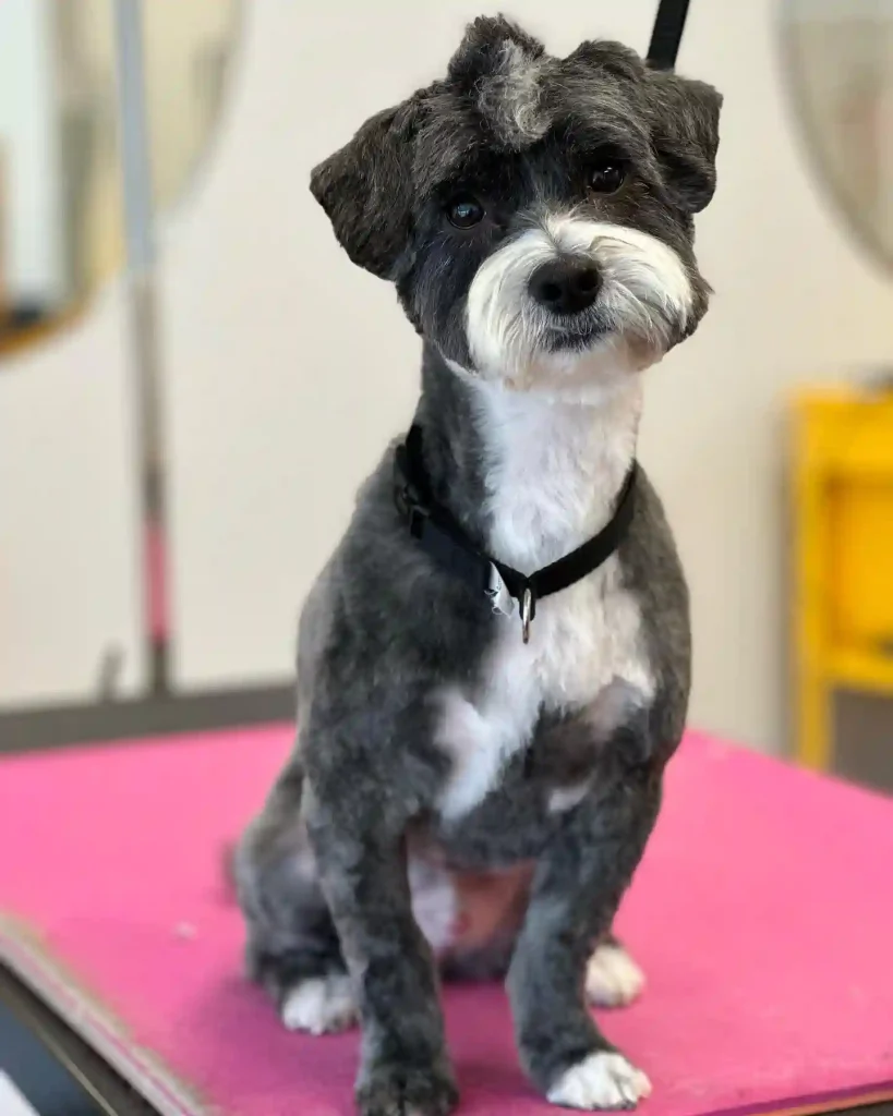 20 Super-Cute Shipoo Dog Haircuts You’ll Totally Want to Try 4 pawfectstyles 363017934 18097039855341921 5586050250303572222 n