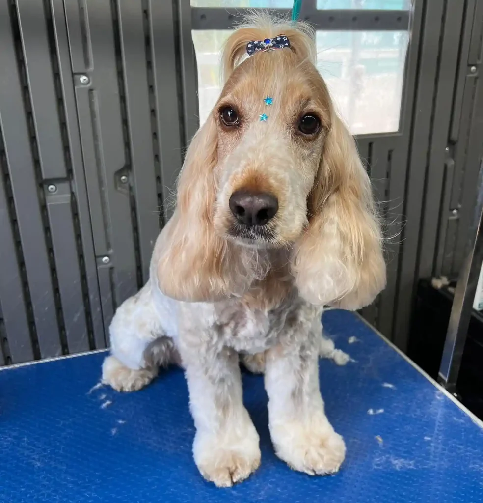 The Only 27 Cocker Spaniel Haircuts Worth Pinning Right Now! 13 pawstarsau 465014483 18054192559927639 3964018921394580562 n