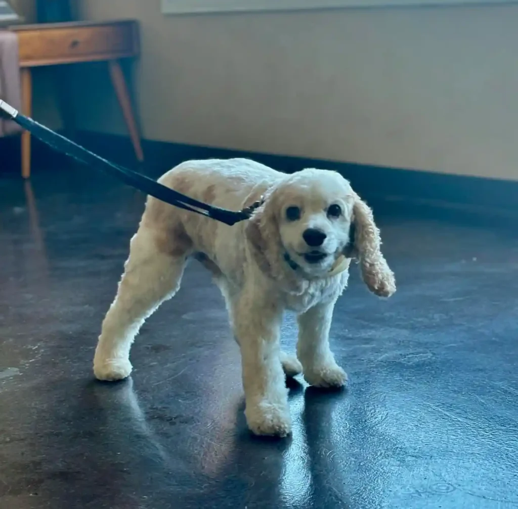 The Only 27 Cocker Spaniel Haircuts Worth Pinning Right Now! 12 petbarber net 460847356 17982181574728348 4144130747906815824 n