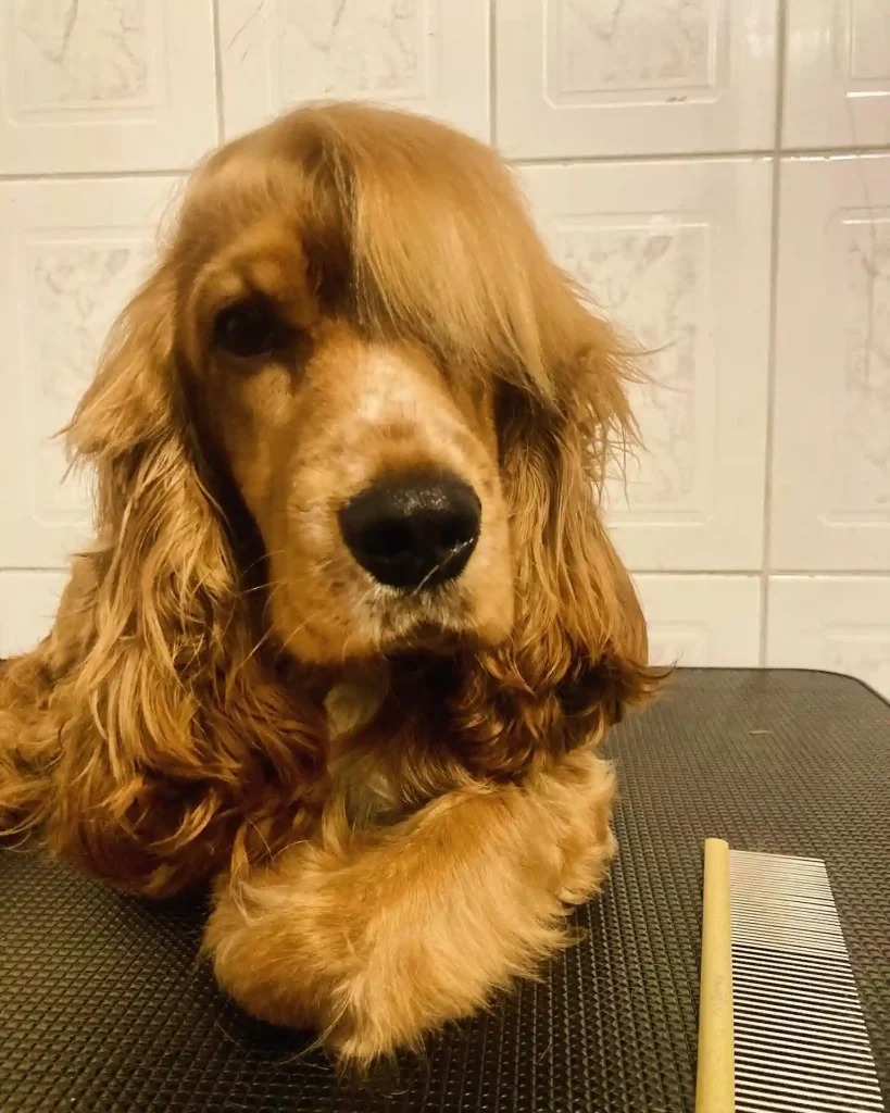 The Only 27 Cocker Spaniel Haircuts Worth Pinning Right Now! 25 petspawcl 470233054 18294620563226984 7526097887312383805 n