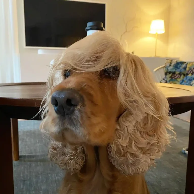 The Only 27 Cocker Spaniel Haircuts Worth Pinning Right Now!
