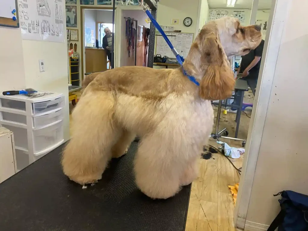 The Only 27 Cocker Spaniel Haircuts Worth Pinning Right Now! 4 popnpaws 316699157 1175817513065002 4505709295759384324 n 1 1
