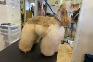 The Only 27 Cocker Spaniel Haircuts Worth Pinning Right Now!
