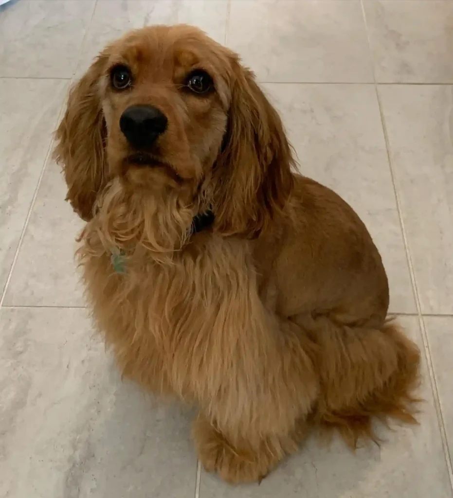 The Only 27 Cocker Spaniel Haircuts Worth Pinning Right Now! 15 poppy desantiago 103653153 264782014749053 2907392916780353443 n
