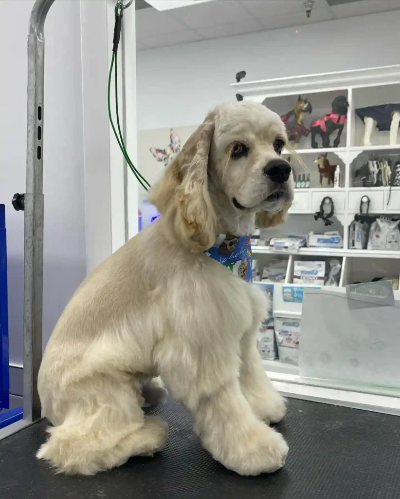 The Only 27 Cocker Spaniel Haircuts Worth Pinning Right Now! 9 puppyliciouspetgrooming 469211835 18253083967281354 4938173106022842038 n 2 1