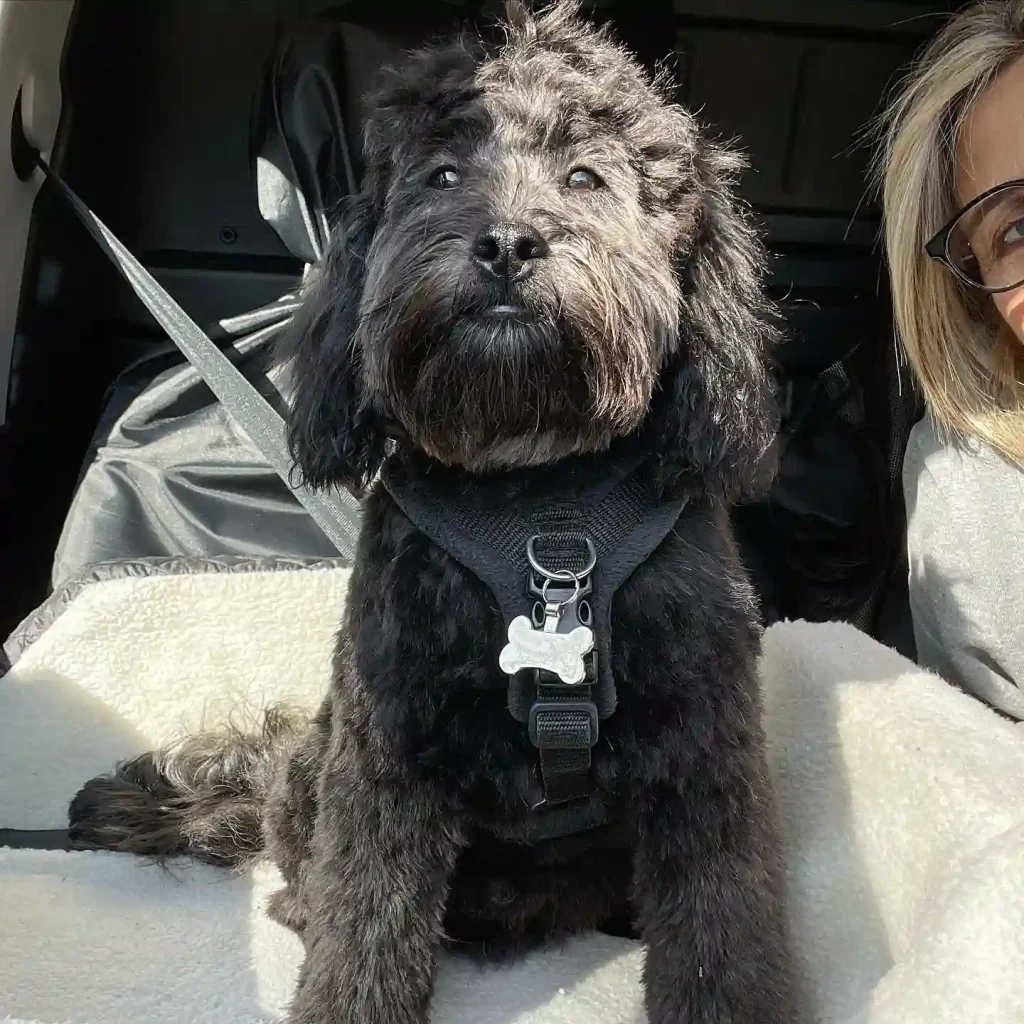 20 Super-Cute Shipoo Dog Haircuts You’ll Totally Want to Try 7 rollings edward max nellie 183588477 1136634426820952 2819845320729314948 n