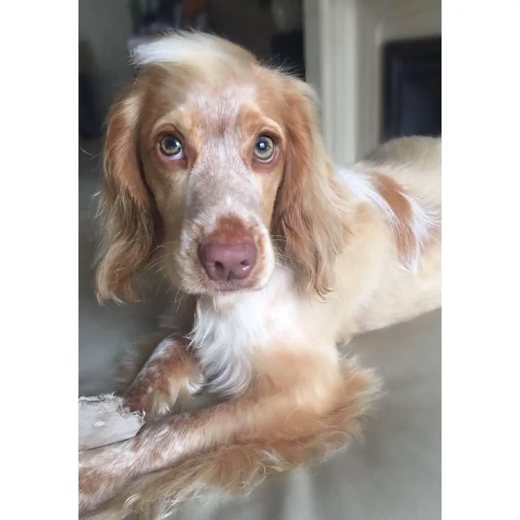 The Only 27 Cocker Spaniel Haircuts Worth Pinning Right Now! 10 roma.mycutecockerspaniel 158854528 3754142241368963 6008316869225777179 n