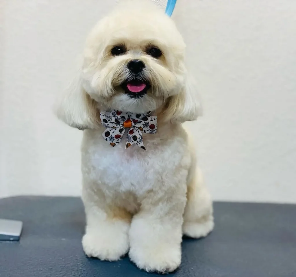 20 Super-Cute Shipoo Dog Haircuts You’ll Totally Want to Try 19 rumiyperro