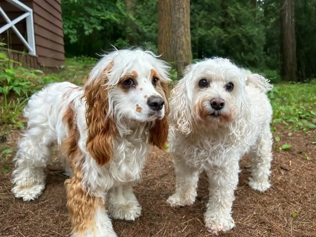 20 Super-Cute Shipoo Dog Haircuts You’ll Totally Want to Try 6 simbatheshihpoo 450124567 810461487727768 985094377023690059 n