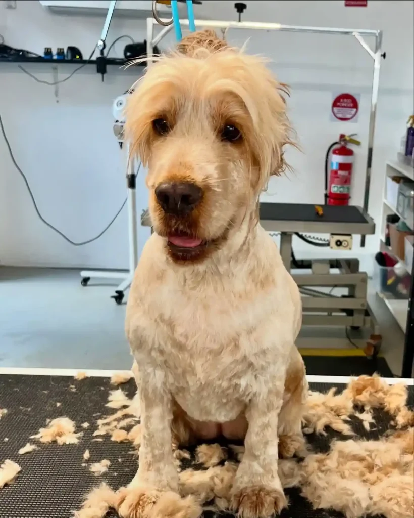 The Only 27 Cocker Spaniel Haircuts Worth Pinning Right Now! 18 suburbandoggrooming 465884537 18158930794321134 4919295963155662220 n