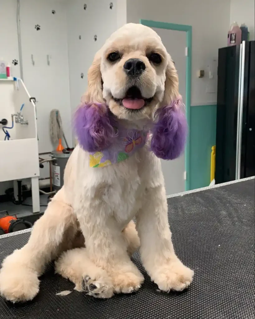 The Only 27 Cocker Spaniel Haircuts Worth Pinning Right Now! 3 superpawsgrooming 139816400 806926049888908 8690769928626770327 n 1