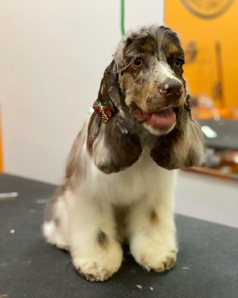 The Only 27 Cocker Spaniel Haircuts Worth Pinning Right Now! 7 taylermade.petgrooming 270002630 477185523764033 2989286578134928436 n