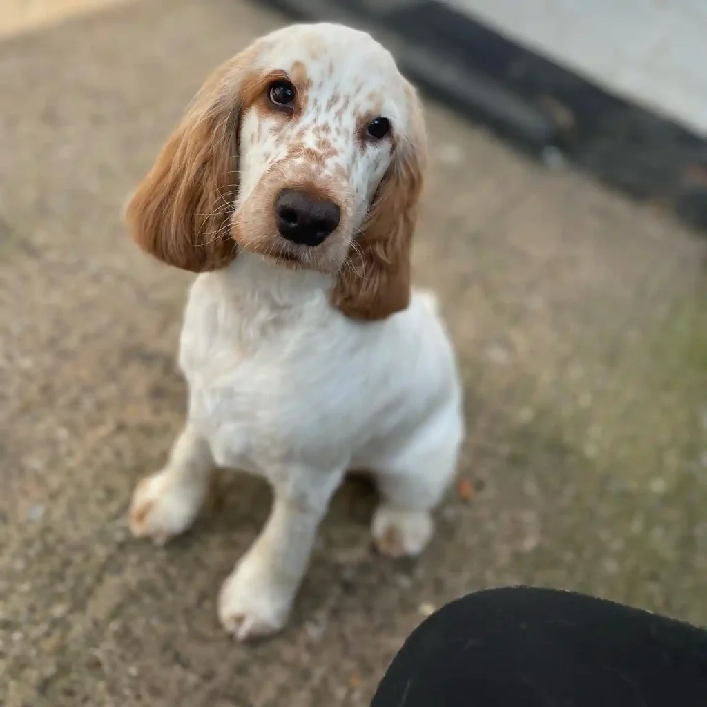 The Only 27 Cocker Spaniel Haircuts Worth Pinning Right Now! 2 thedogspot kelsey 277152406 228741459445257 6323146315019067170 n