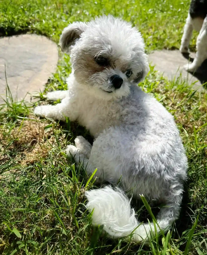 20 Super-Cute Shipoo Dog Haircuts You’ll Totally Want to Try 3 thegangoftzus 330210078 3510693155884677 7417884657351142560 n