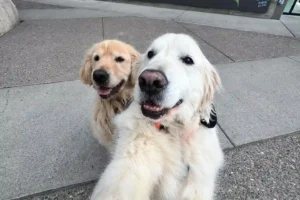 30 Cutest Smiling Dogs That’ll Make Your Day [Instantly] Better