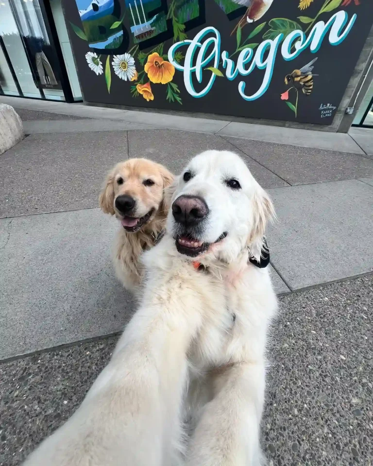 30 Cutest Smiling Dogs That’ll Make Your Day [Instantly] Better
