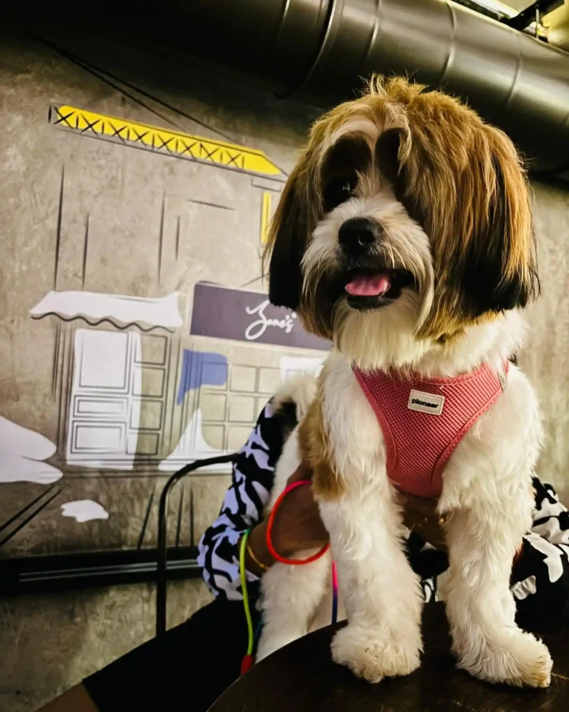 21 Must-Try Shih Tzu Grooming Styles! (Cool & Trendy) 2 chiku theshihtzu23 428057450 1489728165217279 6175877669447160085 n