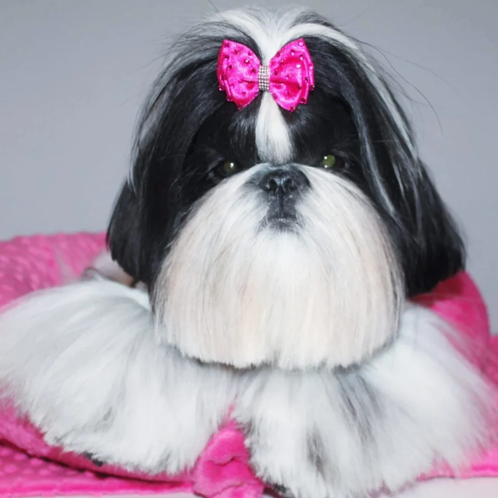 21 Must-Try Shih Tzu Grooming Styles! (Cool & Trendy) 1 choden shihtzu 126060174 2507294542896467 681931467609249493 n
