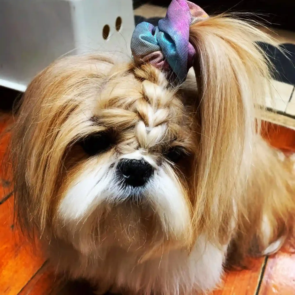 21 Must-Try Shih Tzu Grooming Styles! (Cool & Trendy) 21 cutecookietheshihtzu 193203485 144674280984974 2643576038905816049 n