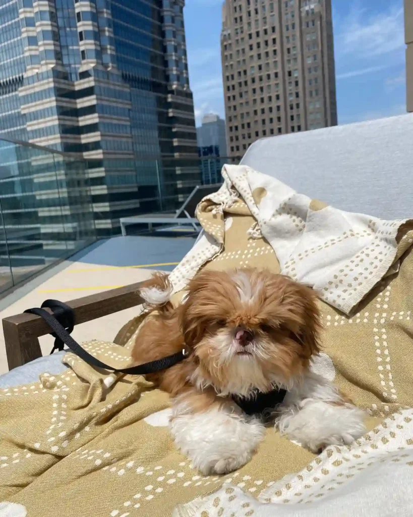 21 Must-Try Shih Tzu Grooming Styles! (Cool & Trendy) 20 enzoistheshiht 469742830 18149360068348997 8453754704932702126 n
