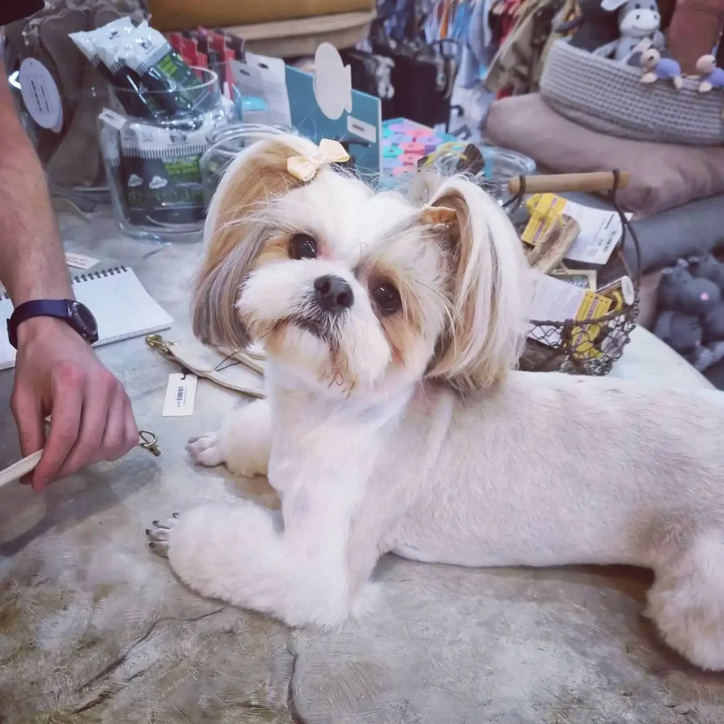 21 Must-Try Shih Tzu Grooming Styles! (Cool & Trendy) 19 hottie hortense shihtzu 194746402 524782758521724 3054662962544129075 n