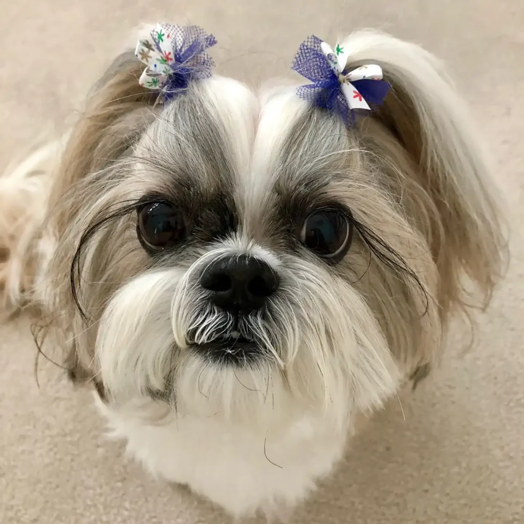 21 Must-Try Shih Tzu Grooming Styles! (Cool & Trendy) 18 laceyshihtzu 472305520 1762494221213294 7751336484249959466 n