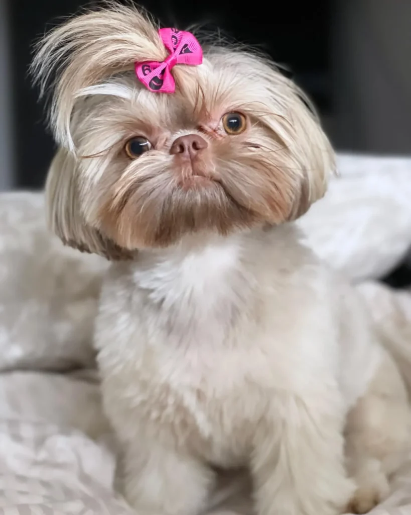 21 Must-Try Shih Tzu Grooming Styles! (Cool & Trendy) 17 little stormi storm 242120740 1506137729752372 2774165021044111225 n